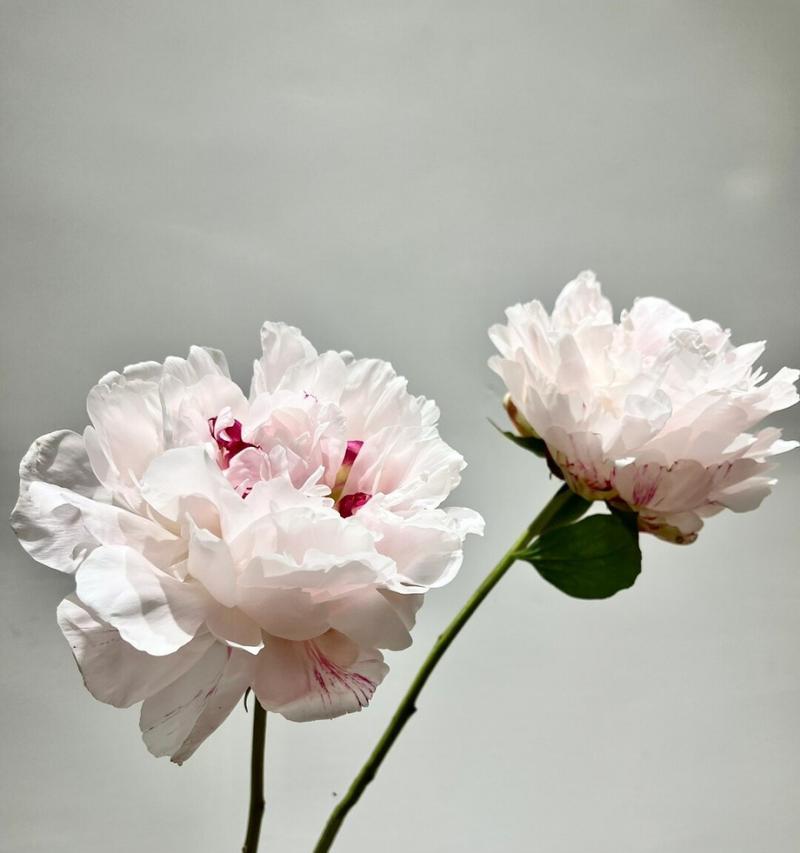 粉芍药的花语象征着什么？