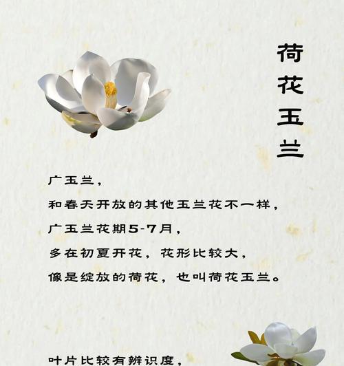 玉兰花代表友谊的花语是什么？