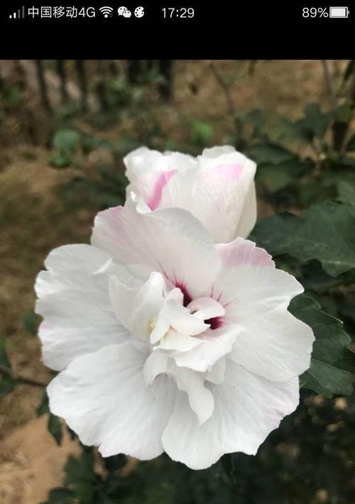 破败美感背后隐藏的花语含义是什么？
