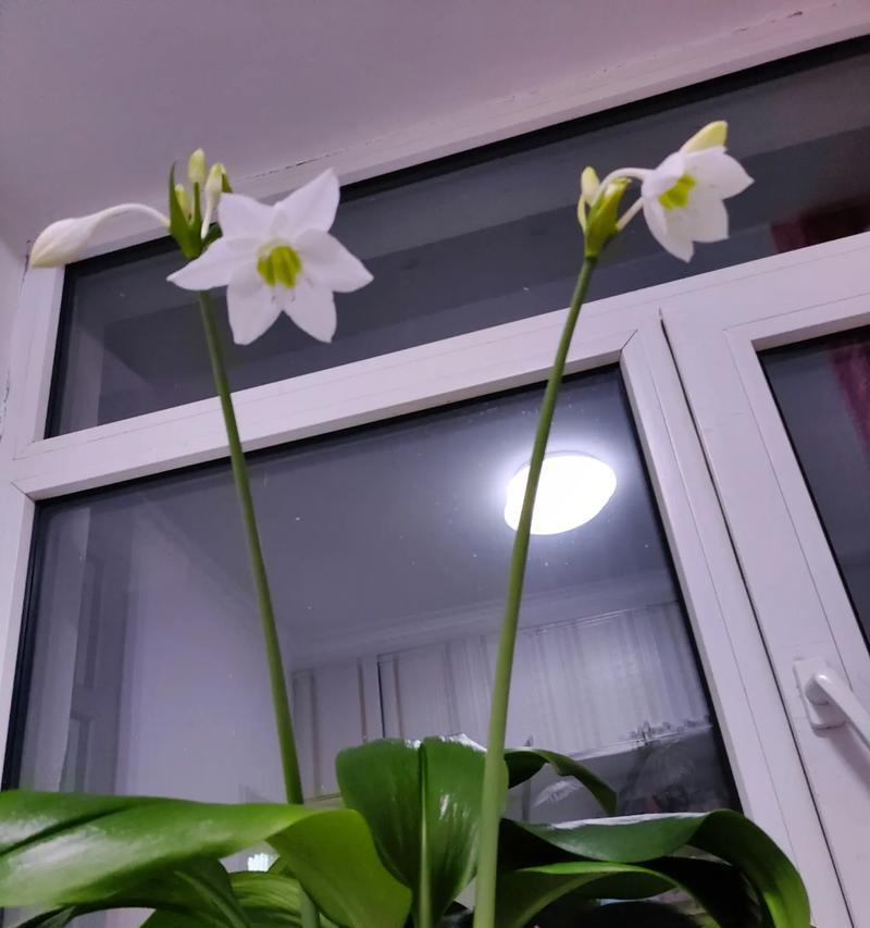 破败美感背后隐藏的花语含义是什么？