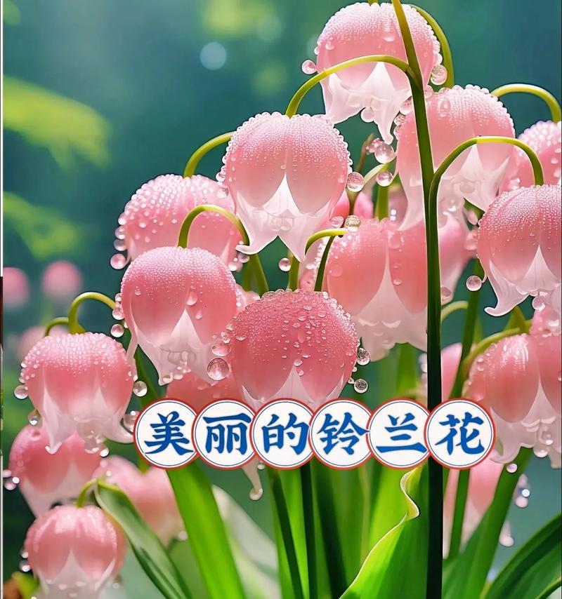 如何理解点赞过万的花语含义？