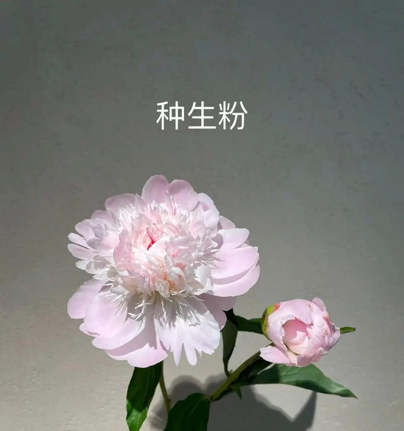 如何理解点赞过万的花语含义？