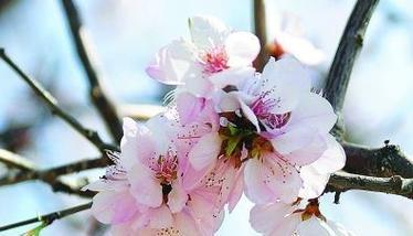 白色杏花的花语有何深意？