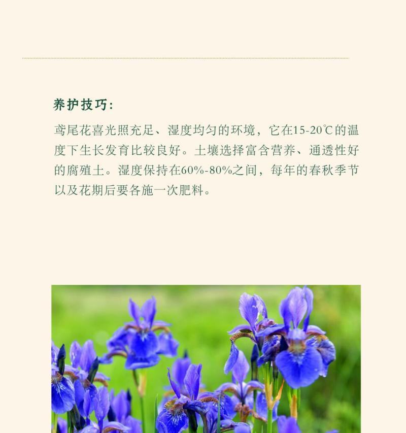 一帆风顺花语是什么？蓝色妖姬代表什么花语？