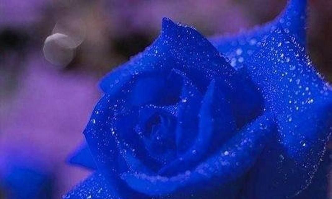 一帆风顺花语是什么？蓝色妖姬代表什么花语？