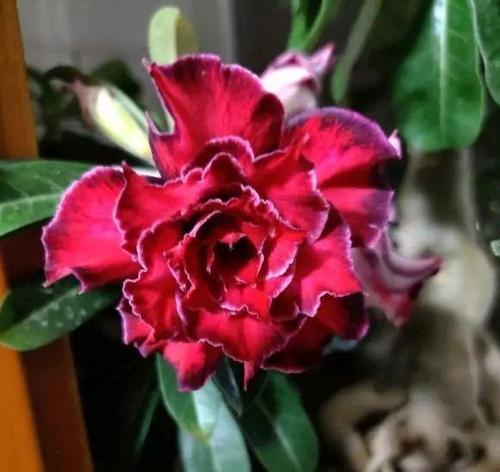 腐烂的玫瑰花寓意是什么？玫瑰花腐烂象征着什么？