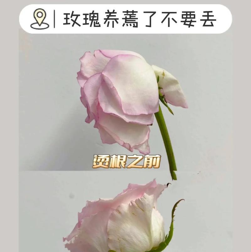 腐烂的玫瑰花寓意是什么？玫瑰花腐烂象征着什么？