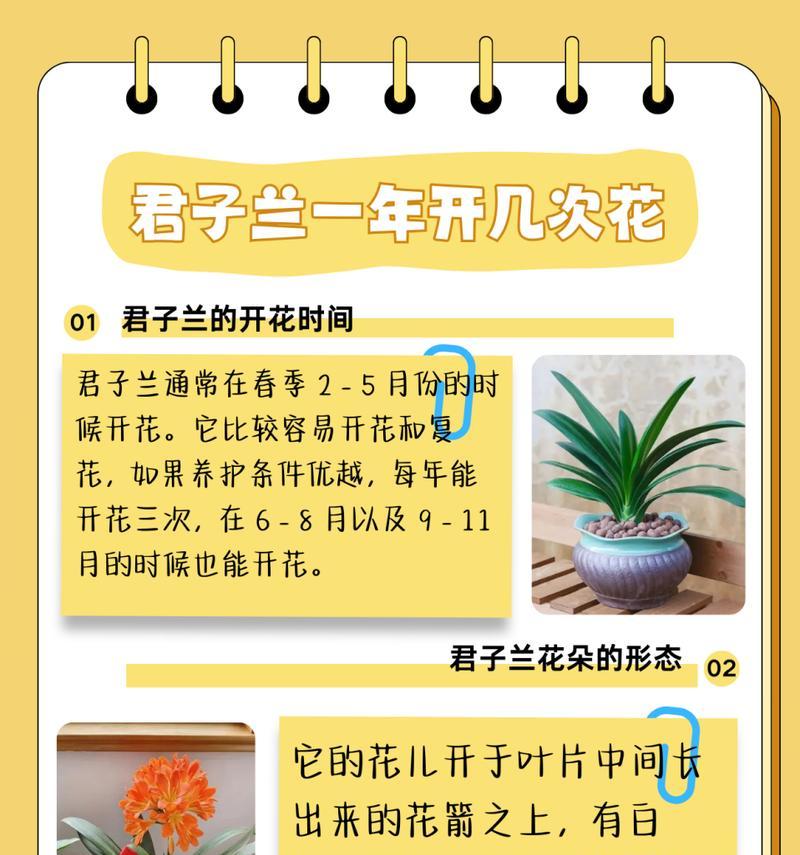 爆裂君子兰的修复和养护方法是什么？
