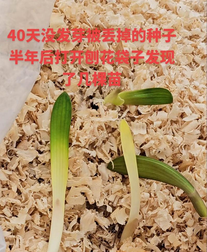 爆裂君子兰的修复和养护方法是什么？