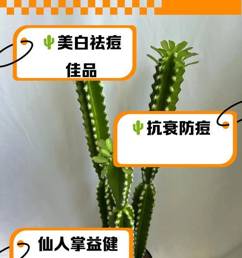 将军仙人掌的种植方法有哪些？如何确保成活率？
