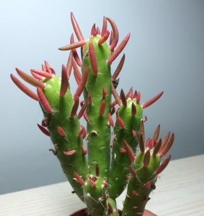 将军仙人掌的种植方法有哪些？如何确保成活率？