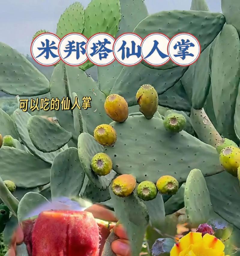 将军仙人掌的种植方法有哪些？如何确保成活率？