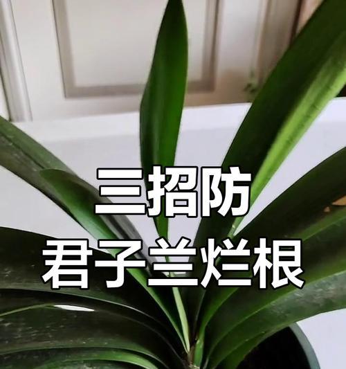 绿君子兰盆栽浇水施肥的技巧有哪些？