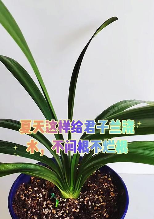 绿君子兰盆栽浇水施肥的技巧有哪些？