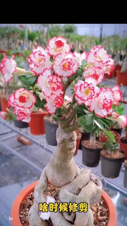 玫瑰花开完花后如何修剪？修剪的正确步骤是什么？