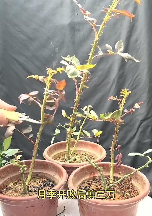 玫瑰花开完花后如何修剪？修剪的正确步骤是什么？