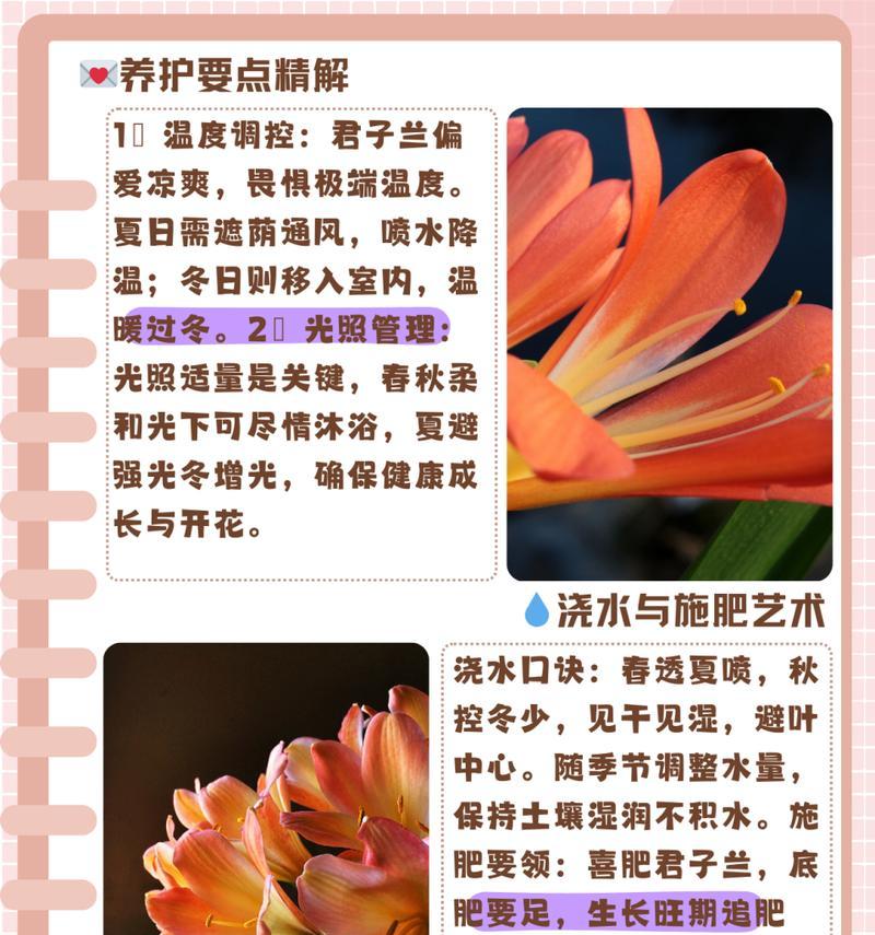 君子兰盆栽推荐使用哪种铺面石？