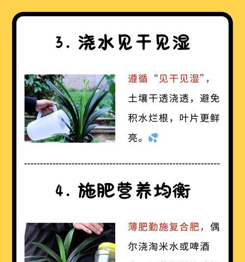 君子兰下面小叶子干枯什么原因？如何预防和处理？