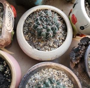 石植仙人球盆景的养护管理技巧是什么？
