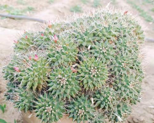 仙人球晾根两天后如何种植？种植后如何养护？