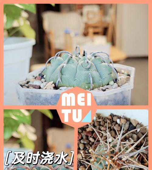 仙人球晾根两天后如何种植？种植后如何养护？