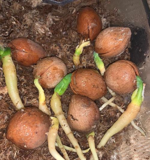 君子兰种子水苔发芽的方法是什么？