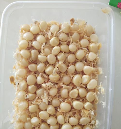 君子兰种子水苔发芽的方法是什么？