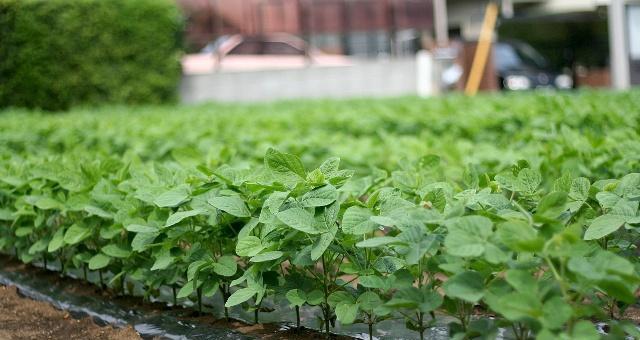 玫瑰花地种植苞谷的方法是什么？种植时应注意哪些问题？