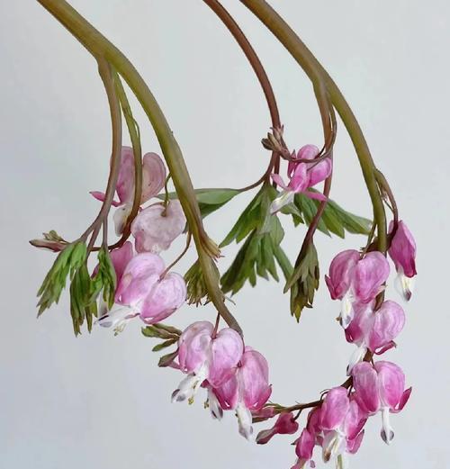 形似牡丹花的植物有哪些？它们的养护方法是什么？
