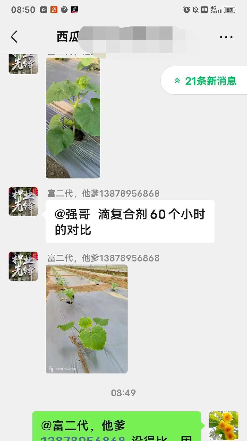 玫瑰花太矮插枝的方法是什么？如何促进其生长？
