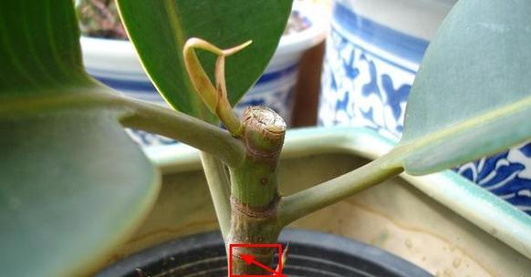 玫瑰花太矮插枝的方法是什么？如何促进其生长？