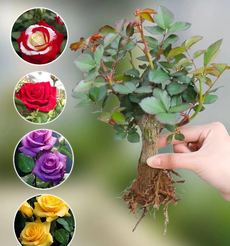 玫瑰花怎样才能快速开花？添加什么物质可以促进开花？