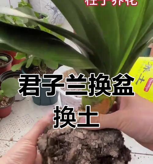 君子兰剃头换土后如何正确养护？