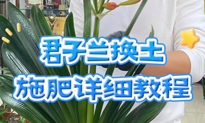 君子兰剃头换土后如何正确养护？