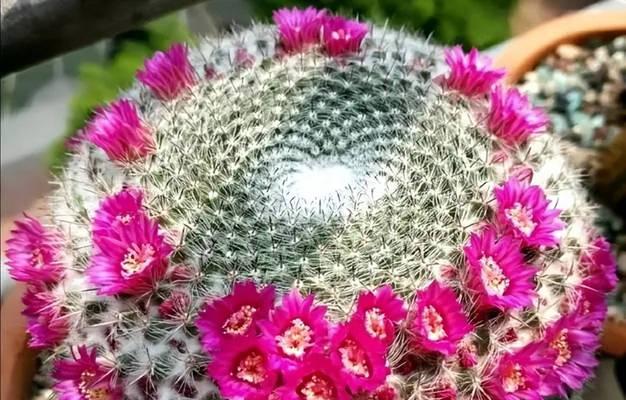 仙人球植物标本的种植步骤是什么？