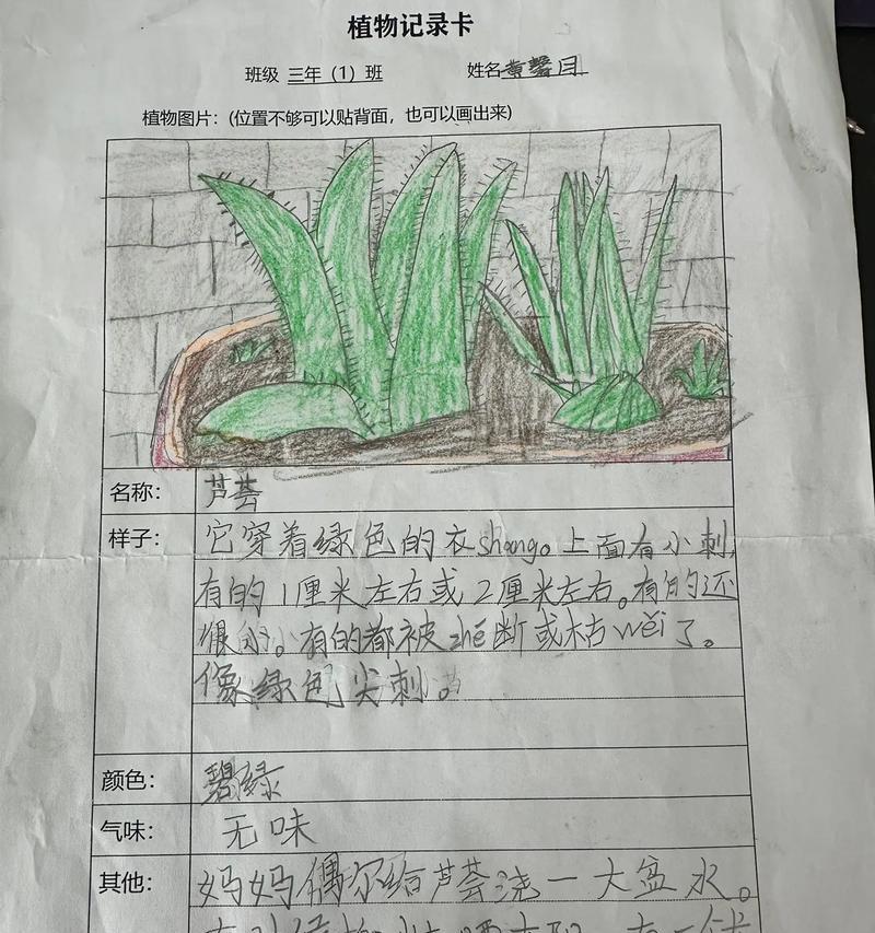 仙人球植物标本的种植步骤是什么？