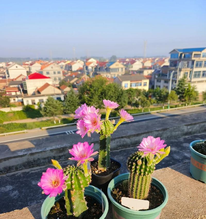 仙人球植物标本的种植步骤是什么？