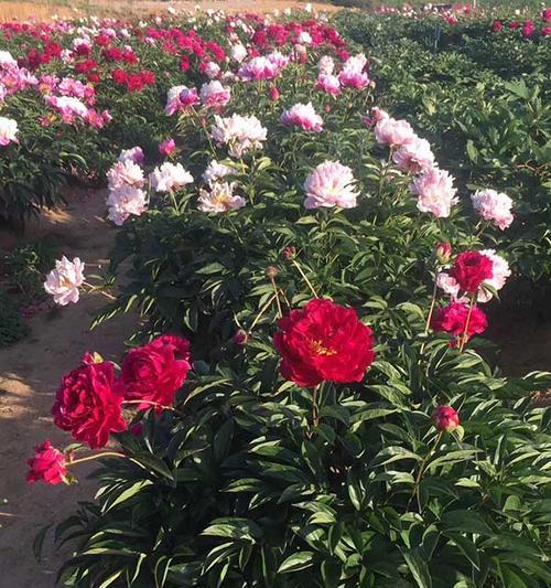 春季可以栽种牡丹花吗？正确的养护方法是什么？
