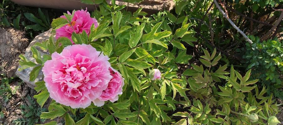 春季可以栽种牡丹花吗？正确的养护方法是什么？