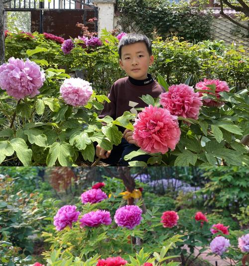 春季可以栽种牡丹花吗？正确的养护方法是什么？