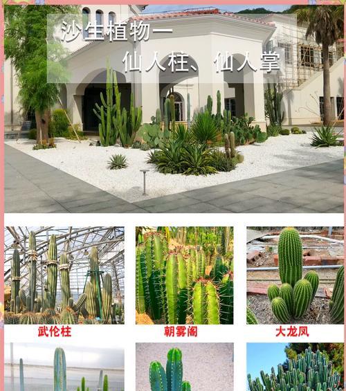 火罗岛仙人掌的种植方法是什么？如何保证其健康成长？