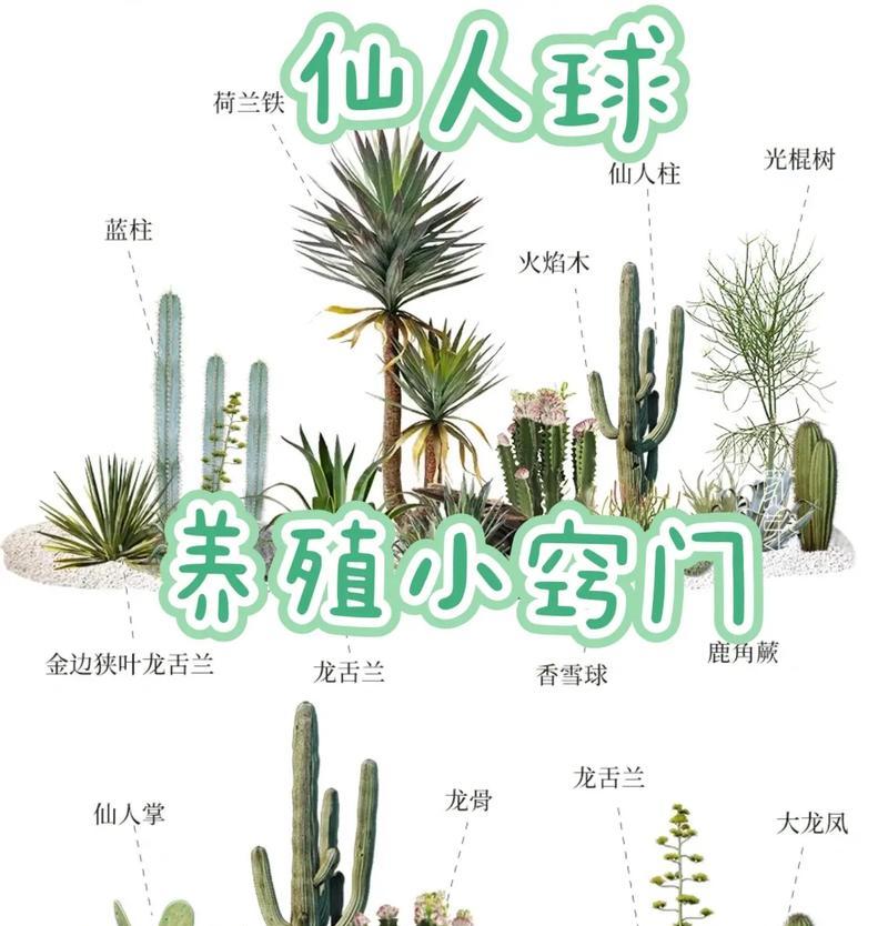火罗岛仙人掌的种植方法是什么？如何保证其健康成长？