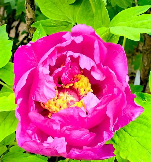 4月牡丹花蔫了是什么原因？如何恢复其生机？