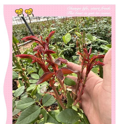 玫瑰花的日常养护和浇水方法是什么？如何避免病虫害？