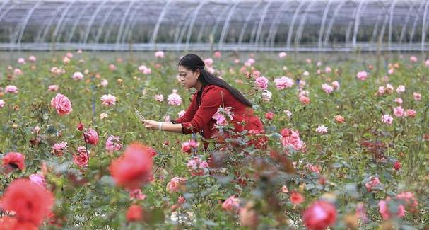 玫瑰花的日常养护和浇水方法是什么？如何避免病虫害？