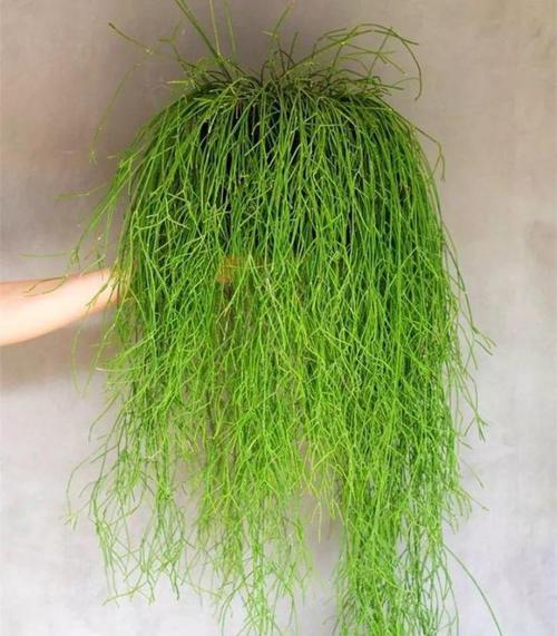 仙人掌种植初学者指南？如何确保成活率？