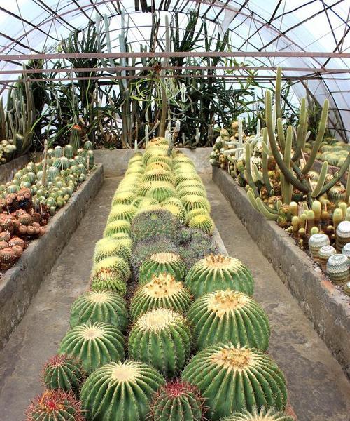 仙人掌种植初学者指南？如何确保成活率？
