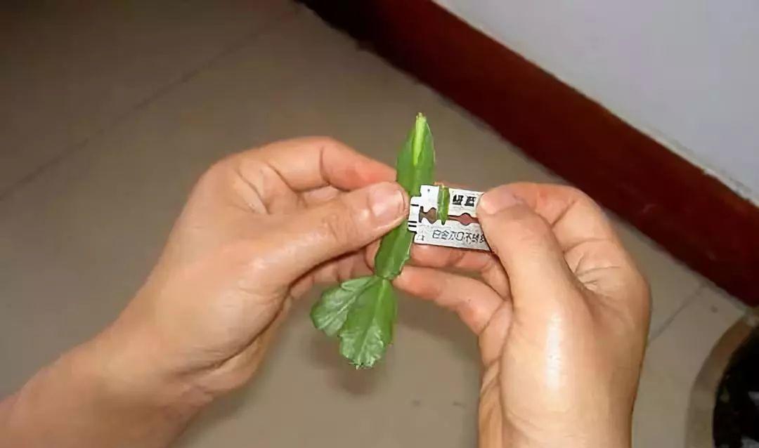 仙人掌种植初学者指南？如何确保成活率？