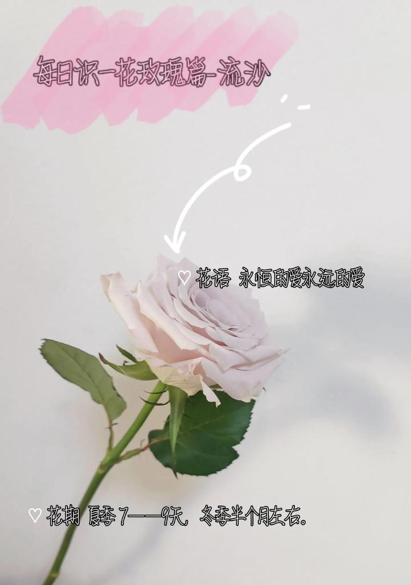 沙拉玫瑰花的养护技巧有哪些？