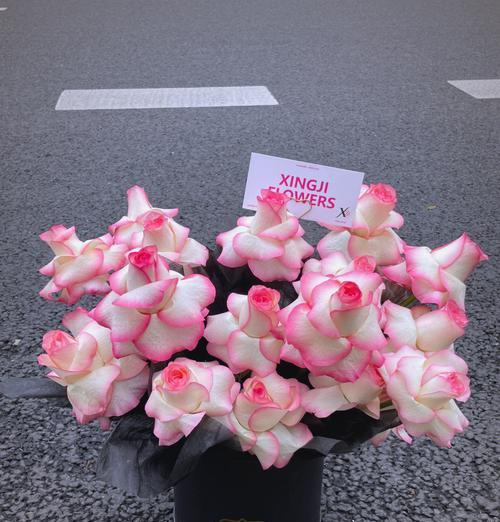 沙拉玫瑰花的养护技巧有哪些？